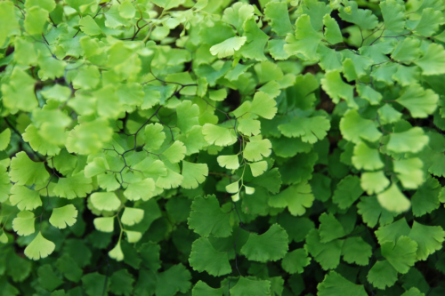 Frauenhaarfarn in der Nahaufnahme. Foto: AdobeStock_maljalen