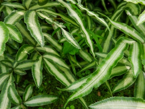 Flügelfarn Foto: AdobeStock_Sirin