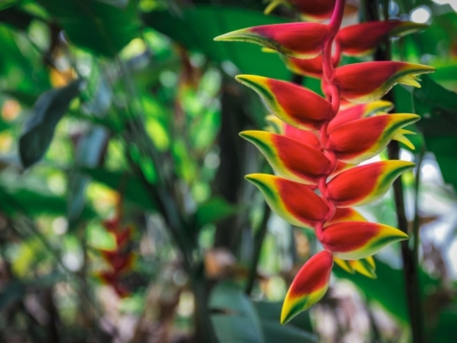 Heliconie Foto: AdobeStock_Dmitrii