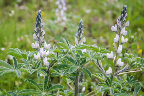 Weiße Blüten der Süßlupine. Foto: AdobeStock_paolofusacchia
